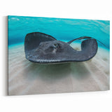 Cayman Island Photography – Stunning Stingray Underwater Tropical Art