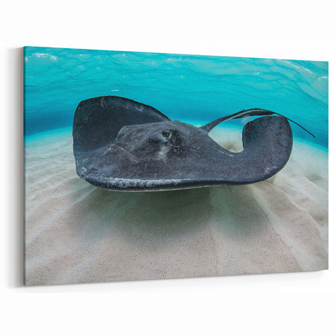 Cayman Island Photography – Stunning Stingray Underwater Tropical Art