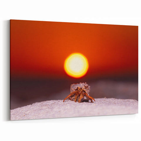 Island Landscape Prints – Hermit Crab Sunset Cayman Island Photography