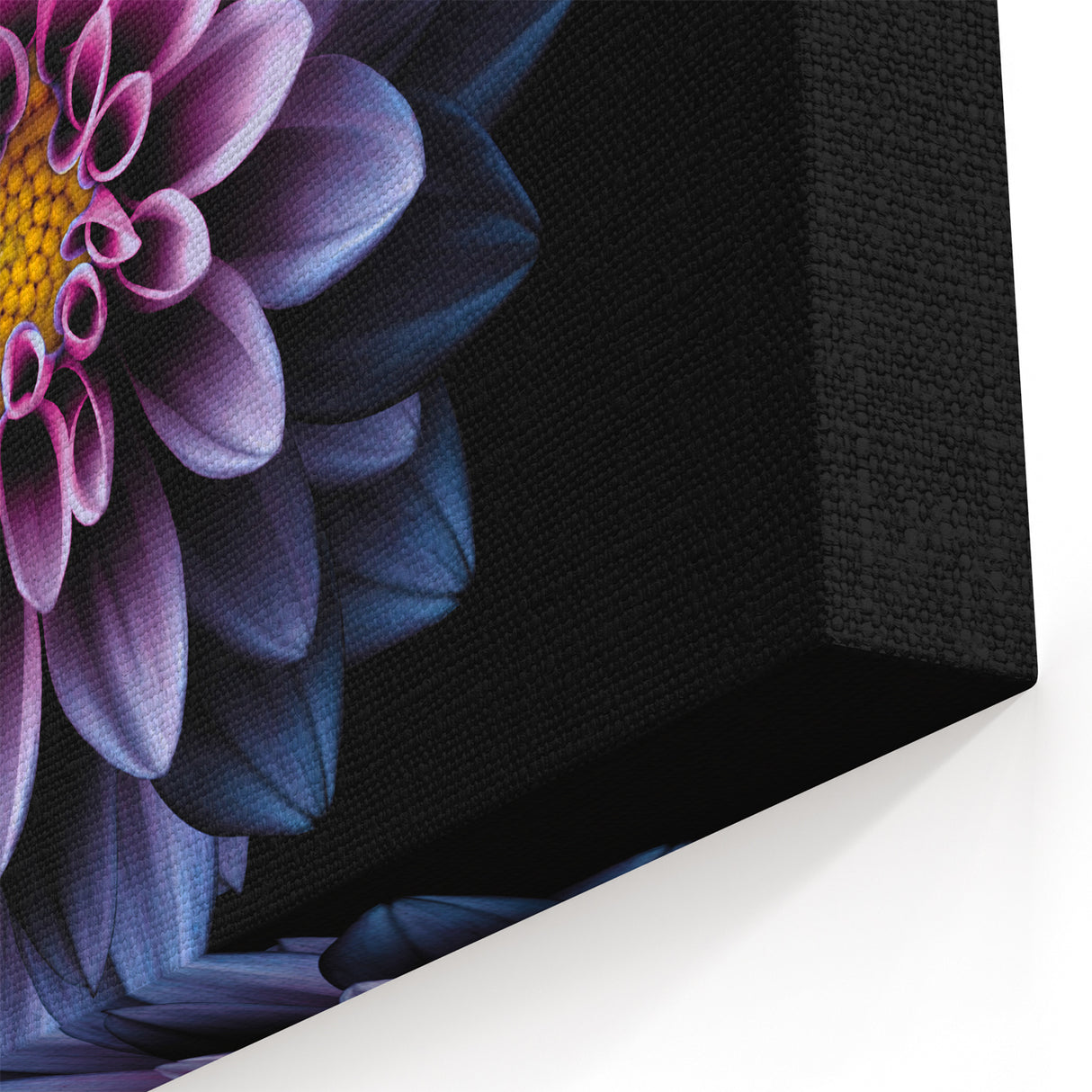 Vibrant Purple and Pink Dahlia Art | Botanical Flower Canvas Print