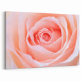Romantic Rose Wall Art: Nature Close-Up of Blooming Flower Canvas Art