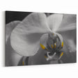 Monochrome Orchid Wall Art: Black and White Floral Canvas with Yellow Accent