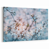 Blossoming Spring Floral Wall Art: Nature Close-Up of Cherry Blossoms Canvas