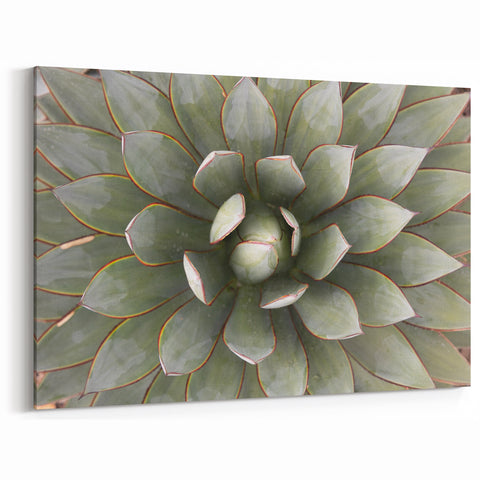 Succulent Close-Up Wall Art: Nature-Inspired Botanical Canvas Print