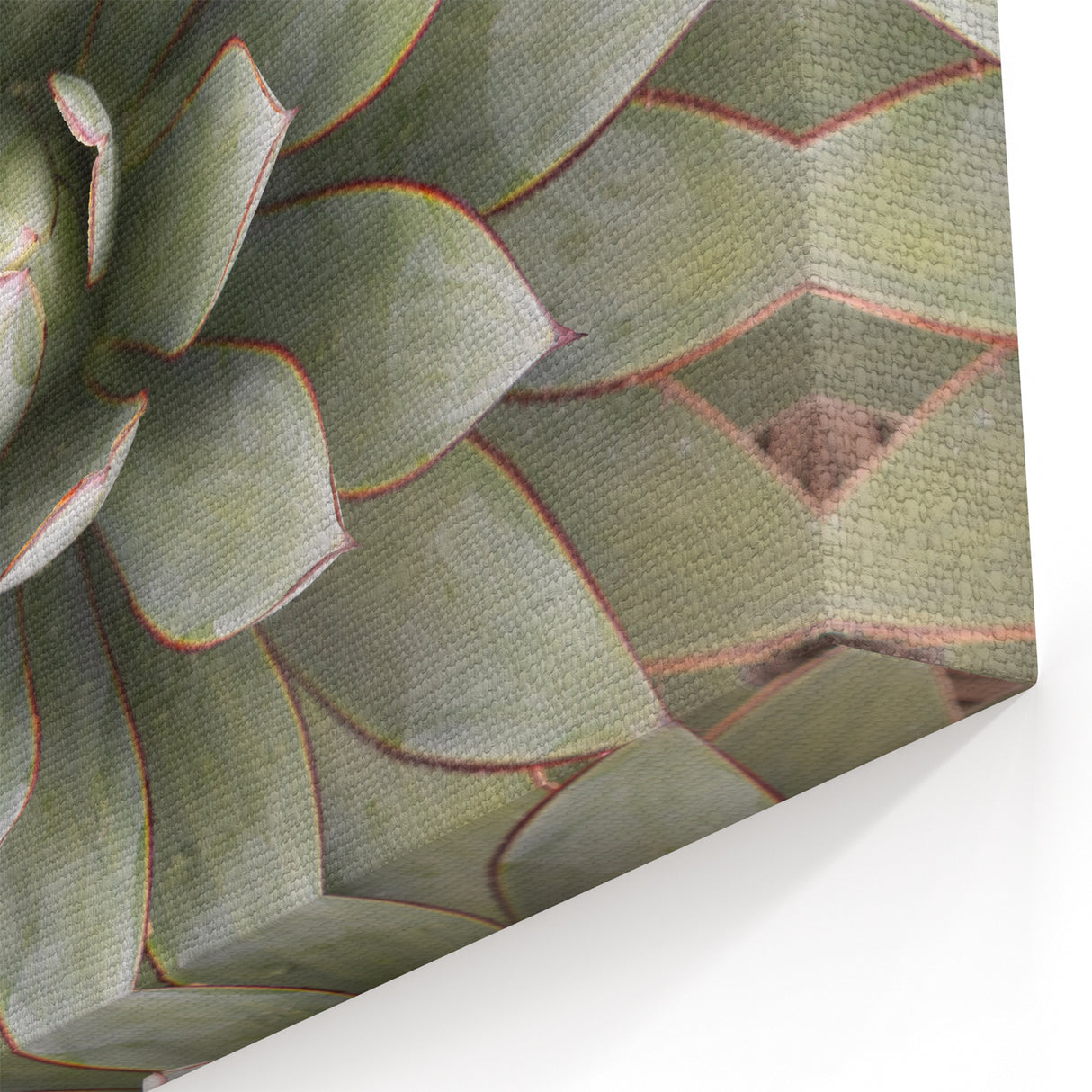 Succulent Close-Up Wall Art: Nature-Inspired Botanical Canvas Print