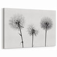 Minimalist Black and White Dandelion Art - Elegant Botanical Print
