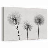 Minimalist Black and White Dandelion Art - Elegant Botanical Print