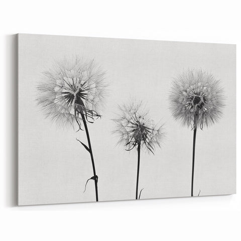 Minimalist Black and White Dandelion Art - Elegant Botanical Print