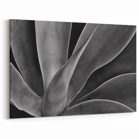 Monochrome Botanical Wall Art - Close-Up Plant Photography for Decor