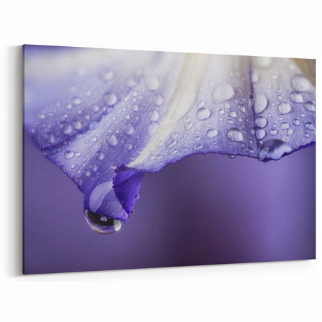 Delicate Purple Petal with Water Droplets - Nature Close-Up Wall Art