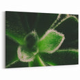 Green Botanical Close-Up Wall Art - Nature-Inspired Leaf Photography