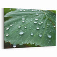 Nature Close-Up Water Photography Art – Scenic Leaf Water Wall Decor