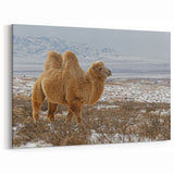 Mongolian Landscape Art – Bactrian Camel in Snowy Mongolian Desert