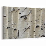 Nature Close-Up Tree Wall Art | Birch Tree Canvas Prints for Home Decor