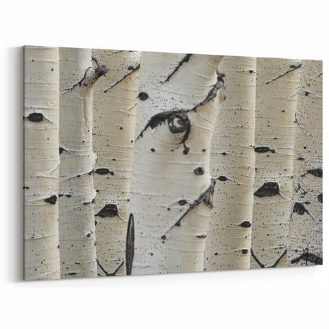Nature Close-Up Tree Wall Art | Birch Tree Canvas Prints for Home Decor