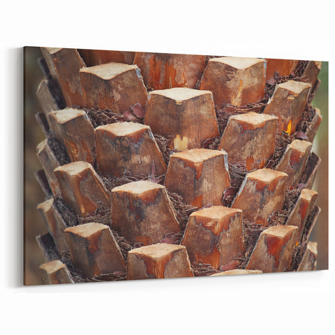 Close-Up Palm Tree Bark Wall Art | Tree Canvas Prints for Home Decor
