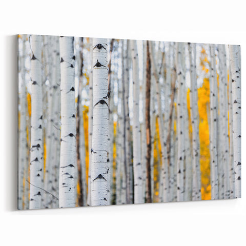 Birch Tree Forest Wall Art | Nature Canvas Prints for Modern Home Decor