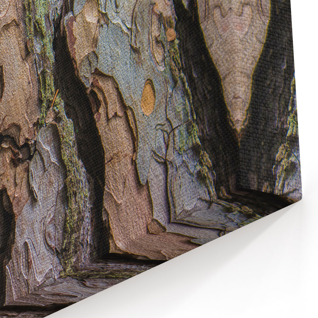 Close-Up Tree Bark Texture Wall Art | Nature Canvas Prints for Home Decor