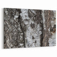 Textured Birch Tree Bark Wall Art | Nature Canvas Prints for Home Decor