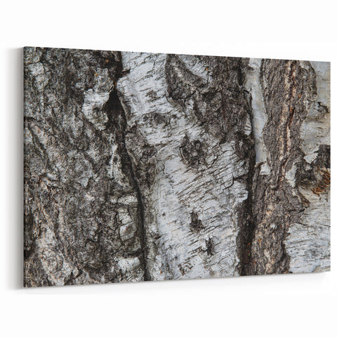 Textured Birch Tree Bark Wall Art | Nature Canvas Prints for Home Decor