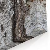 Textured Birch Tree Bark Wall Art | Nature Canvas Prints for Home Decor