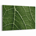 Leaf Wall Art: Green Botanical Leaf Photography for Nature-Inspired Decor