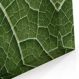 Leaf Wall Art: Green Botanical Leaf Photography for Nature-Inspired Decor
