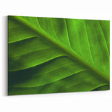Botanical Leaf Wall Art: Green Leaf Photography for Nature Lovers