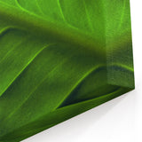 Botanical Leaf Wall Art: Green Leaf Photography for Nature Lovers