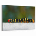 French Caribbean Art - Vibrant Martinique Caterpillar Exotic Wall Print
