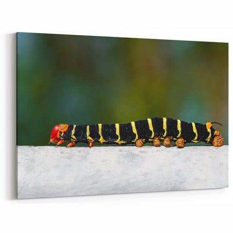 French Caribbean Art - Vibrant Martinique Caterpillar Exotic Wall Print