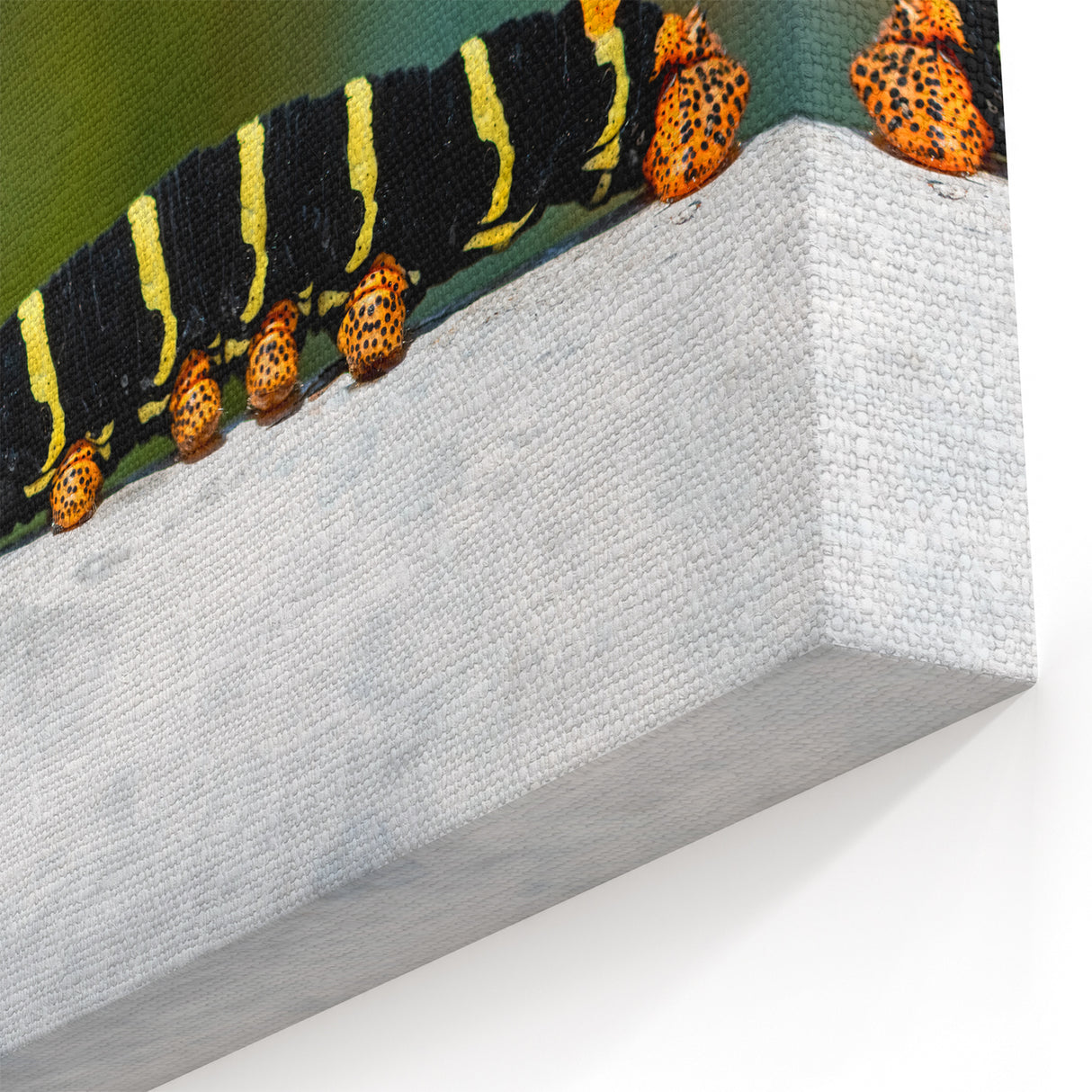 French Caribbean Art - Vibrant Martinique Caterpillar Exotic Wall Print