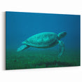 Martinique Acrylic Art - Tranquil Sea Turtle Caribbean Island Decor