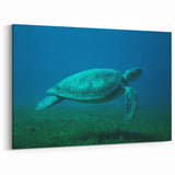 Martinique Acrylic Art - Tranquil Sea Turtle Caribbean Island Decor