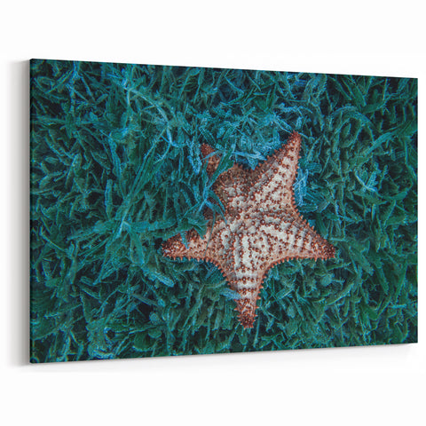Tropical Island Art - Caribbean Starfish Print from Martinique Waters