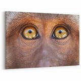 Animal Wall Art - Close-Up Wildlife Photography Canvas of Monkey Eyes