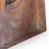 Animal Wall Art - Close-Up Wildlife Photography Canvas of Monkey Eyes