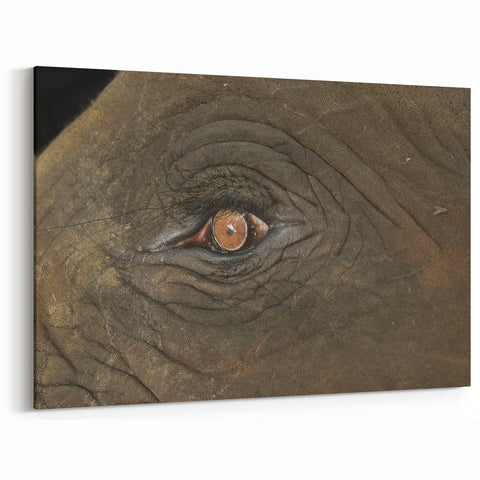Animal Wall Art - Elephant Close-Up Wildlife Photography Canvas Print