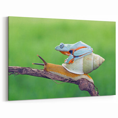 Nature Wall Art - Frog and Snail Wildlife Photography on Canvas Print