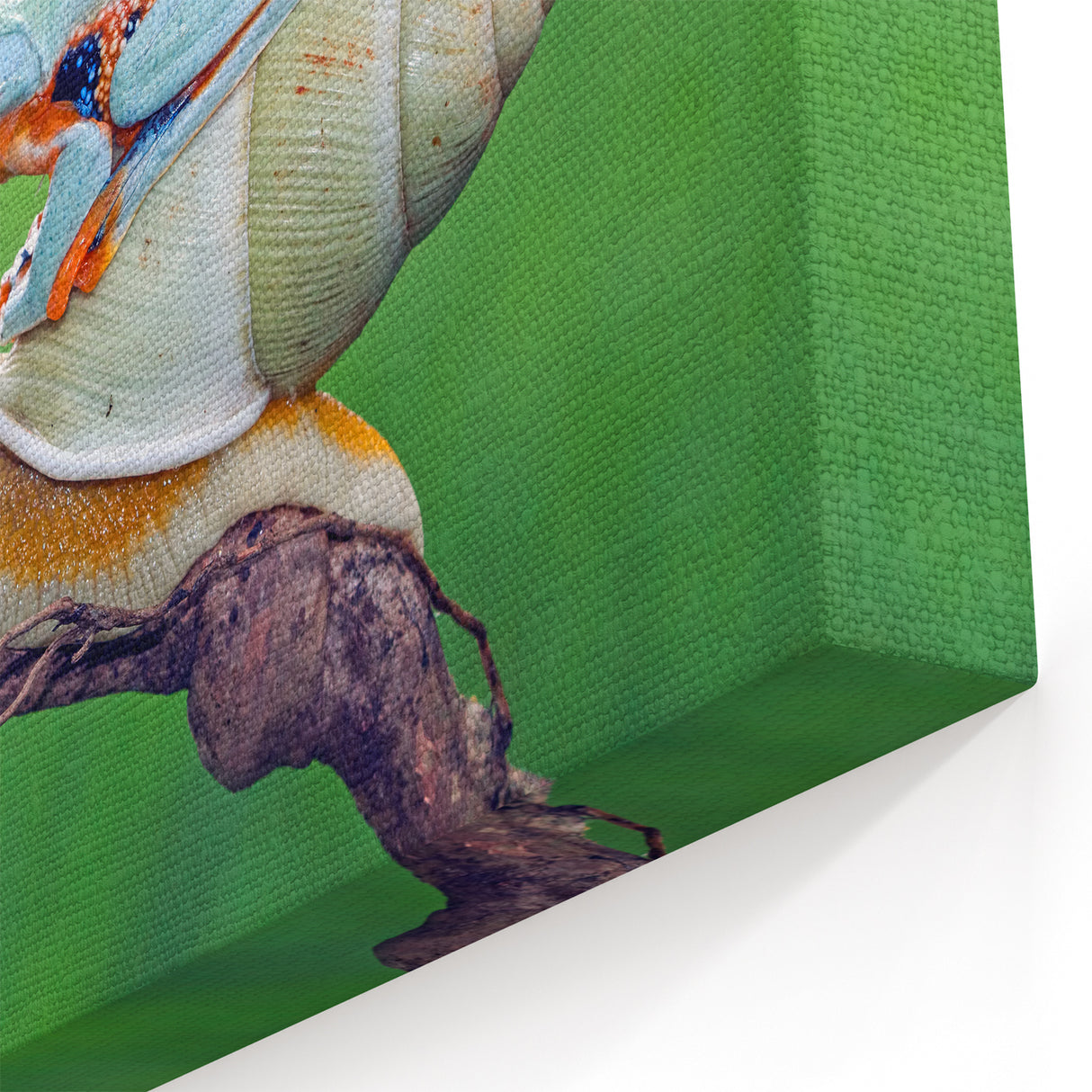 Nature Wall Art - Frog and Snail Wildlife Photography on Canvas Print
