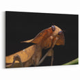 Animal Wall Art - Mantis Close-Up Nature Photography Canvas Print