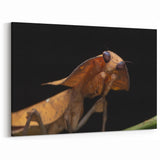 Animal Wall Art - Mantis Close-Up Nature Photography Canvas Print
