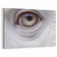 Intricate Animal Eye Wall Art - Nature Close-Up Photography Canvas Print