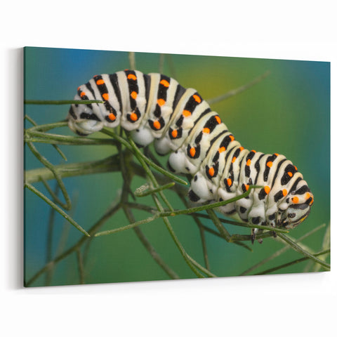 Detailed Caterpillar Wall Art - Nature Close-Up Wildlife Photography Print