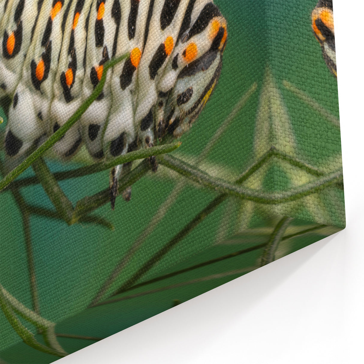 Detailed Caterpillar Wall Art - Nature Close-Up Wildlife Photography Print