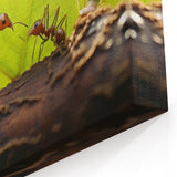 Ants Teamwork Close-Up Wall Art - Nature Wildlife Photography Canvas