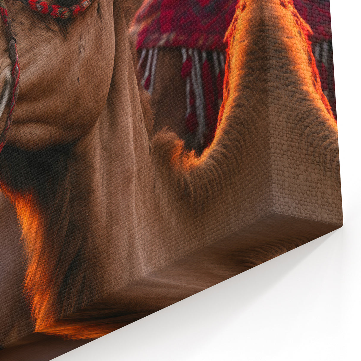 Camels at Sunset Wall Art - Nature Close-Up Wildlife Photography Print