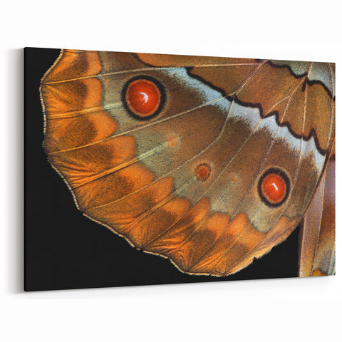 Animal Wall Art – Close-Up Butterfly Wing Print | Nature Art Canvas Prints