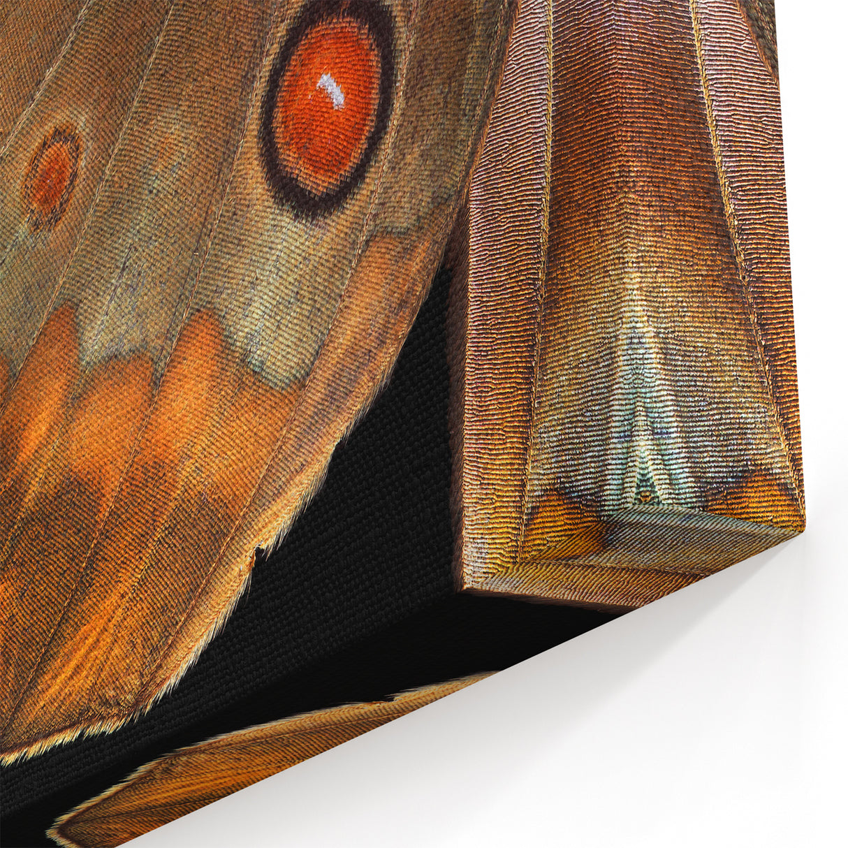 Animal Wall Art – Close-Up Butterfly Wing Print | Nature Art Canvas Prints