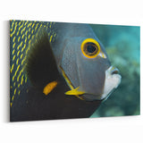 Caribbean Islands Artwork - Puerto Rico Tropical Fish Photography Print